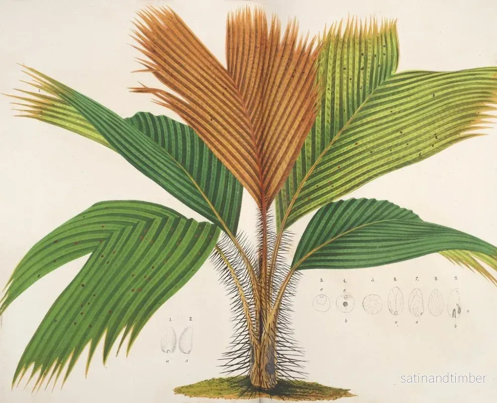 Reproduktion av målningen Phnicophorium des Seychelles - Charles Antoine Lemaire - Bild 2