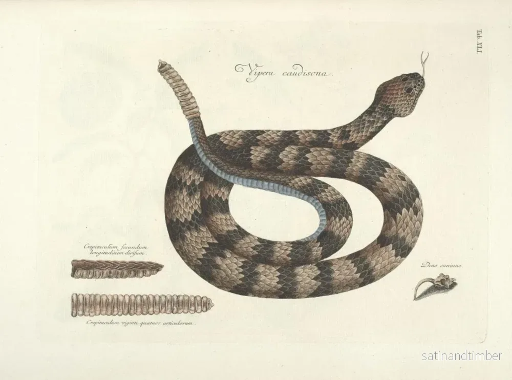 Reproduktion av målningen Bilder av fisk, ormar, insekter och andra djur samt vissa växter Pl041 - Mark Catesby - Bild 2