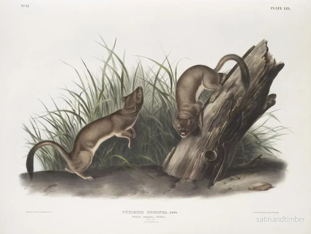 Reproduktion av målningen Fouine blanche taille naturelle 1 mâle 2 femelles - John Woodhouse Audubon - Bild 2