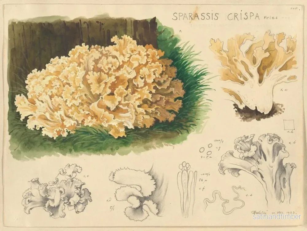 Reproduktion av målningen Sparassis crispa - Hans Baldung - Bild 2