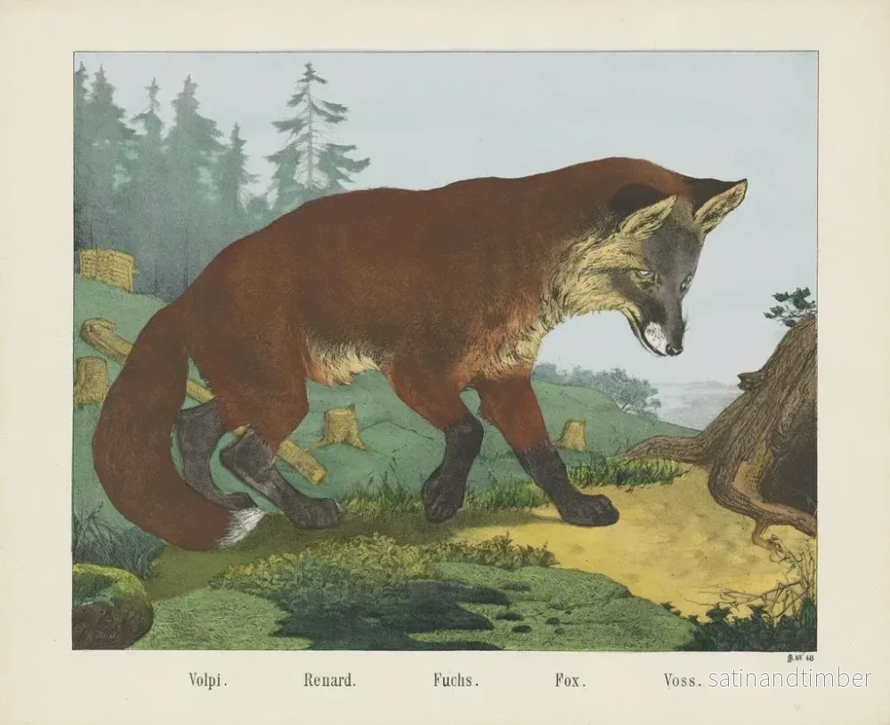 Reproduktion av målningen Renard - Joseph Scholz - Bild 2