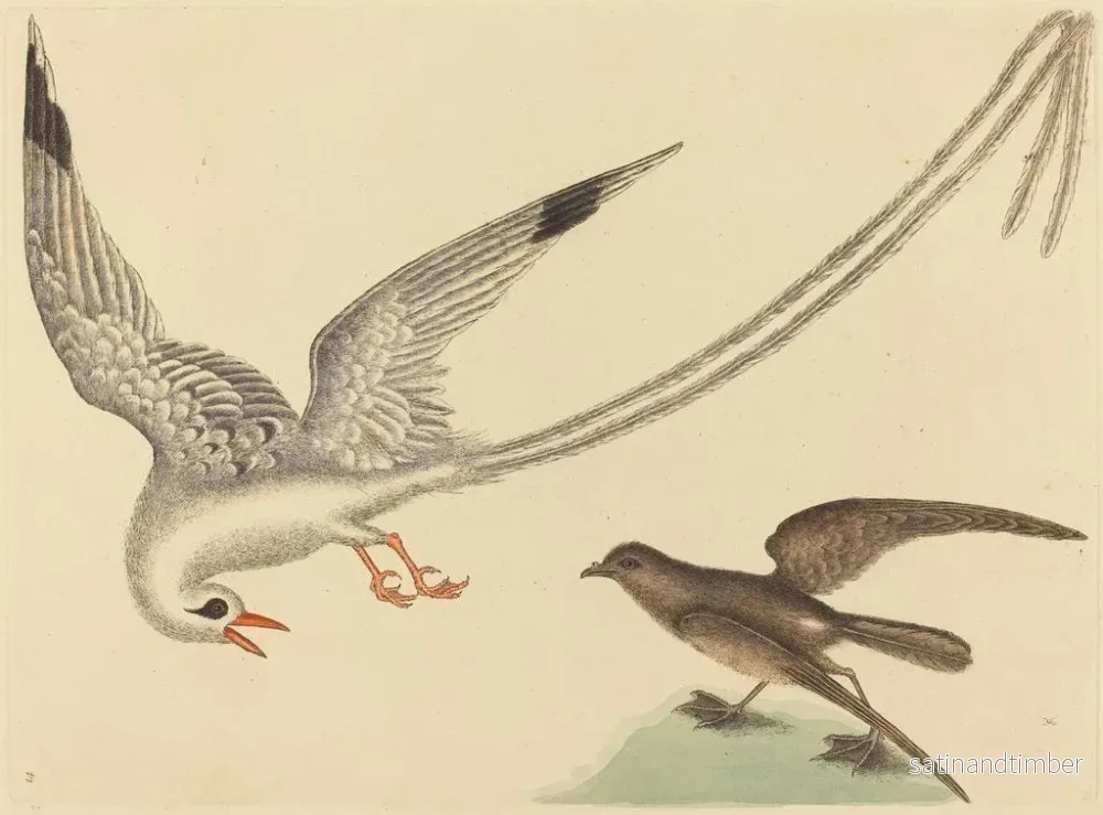 Reproduktion av målningen Le bruant des rizières - Mark Catesby - Bild 2