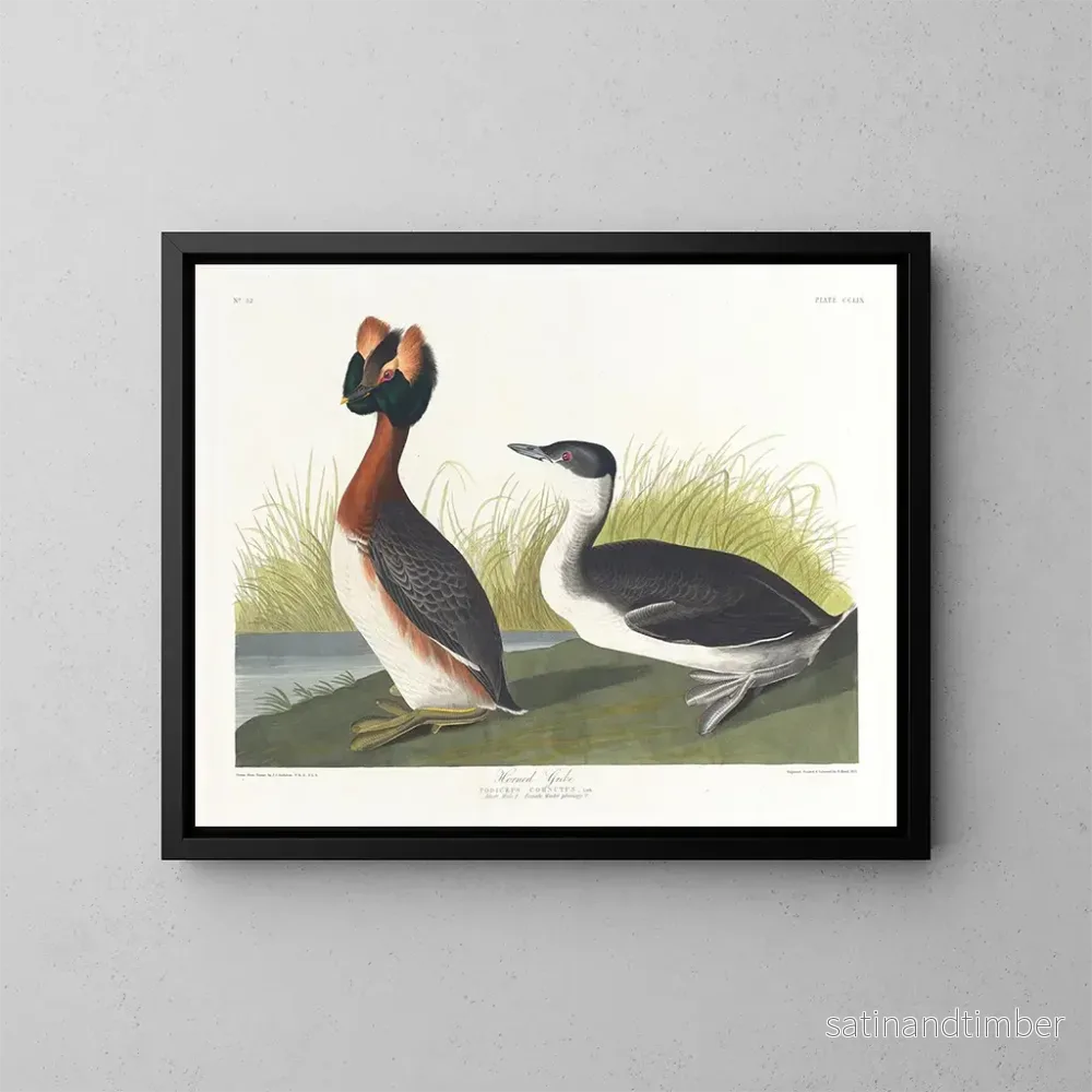 Reproduktion av målningen Grèbe à cou noir - John James Audubon