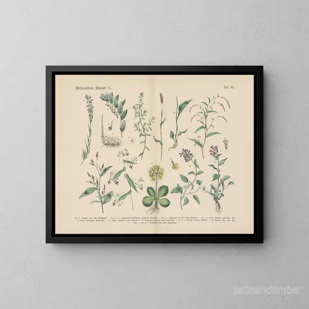 Reproduktion av målningen Manuel de botanique pratique en mots et en images Pl38 - Carl Hoffmann