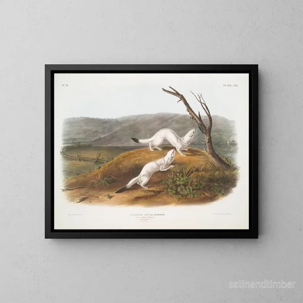 Reproduktion av målningen Belette smidig hane och hona i naturlig storlek vinterpäls – John Woodhouse Audubon Reproduktion av målningen Belette smidig hane och hona i naturlig storlek vinterpäls – John Woodhouse Audubon
