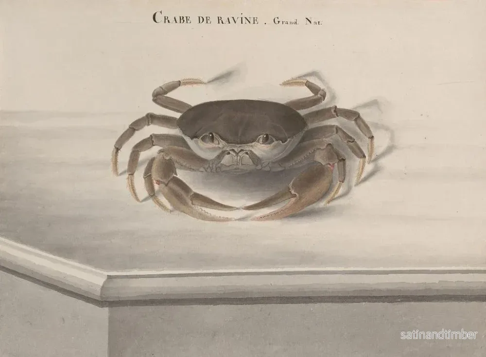 Reproduktion av målningen Histoire naturelle de Saint-Domingue Pl121 - René de Rabi - Bild 2