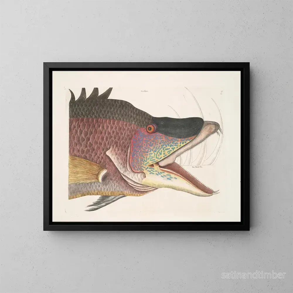 Reproduktion av målningen Le grand poisson-hogfish - Mark Catesby