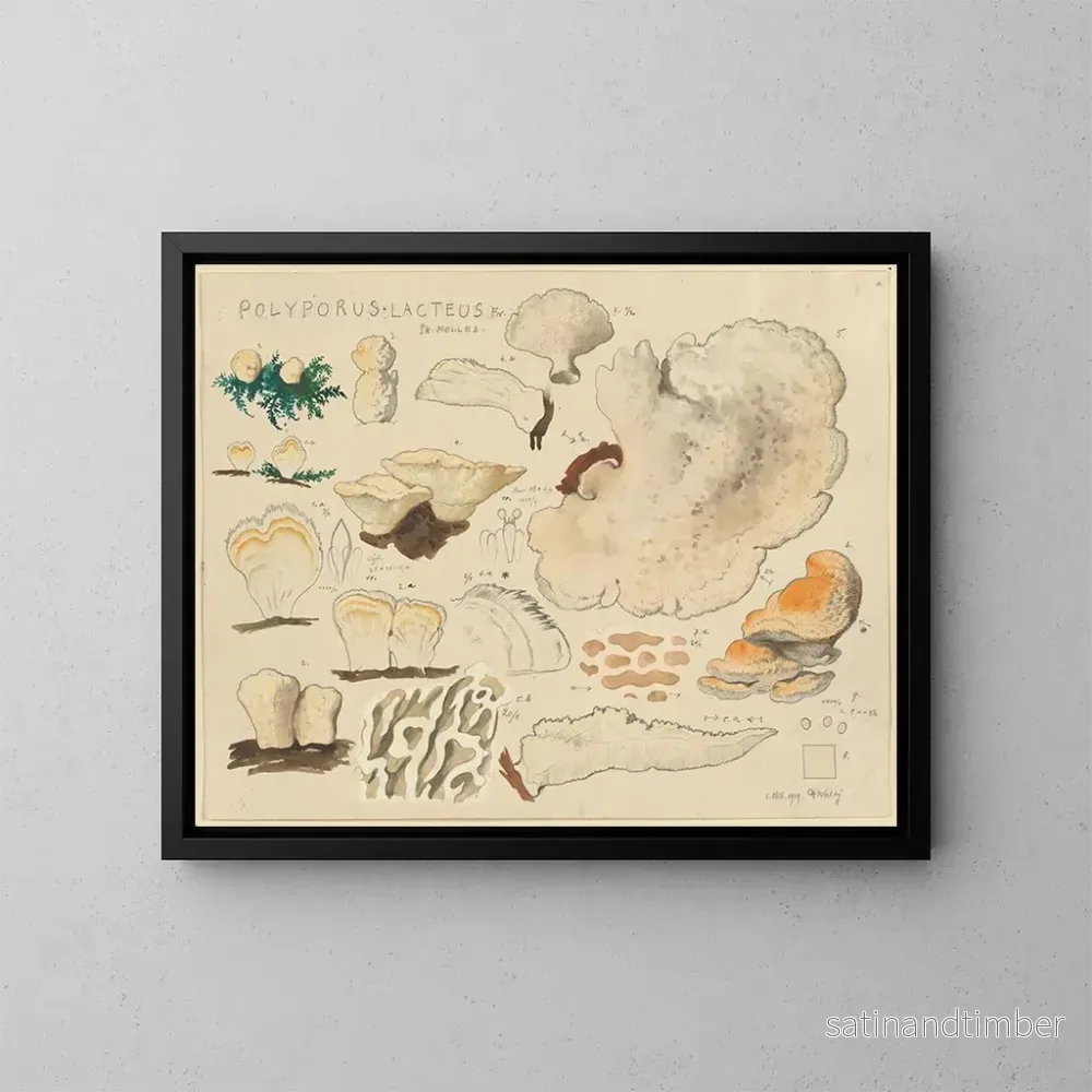 Reproduktion av målningen Polypore lacté - Hans Baldung