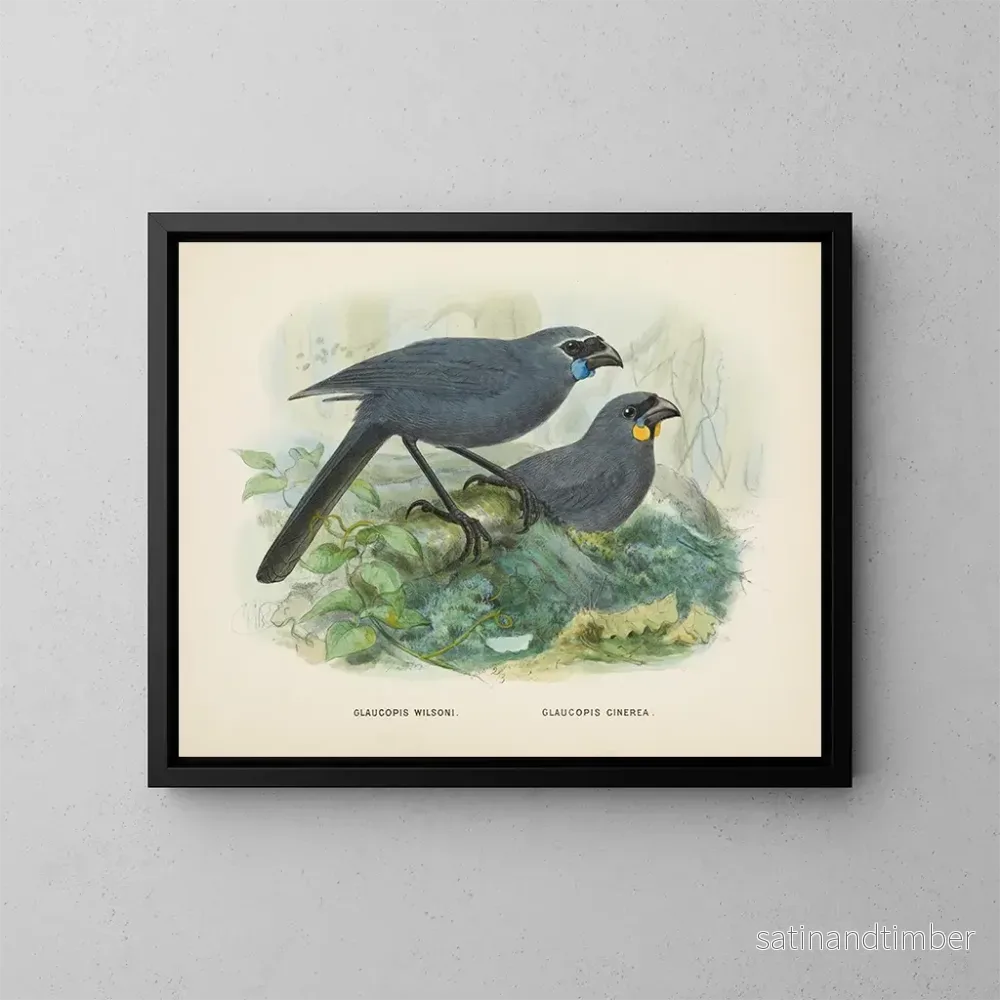 Reproduktion av målningen Glaucopis wilsoni och Glaucopis cinerea - John Gerrard Keulemans