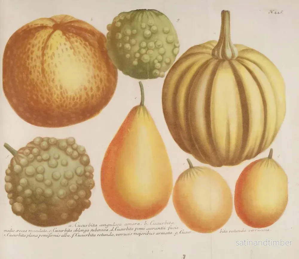 Reproduktion av målningen Phytanthoza iconographia Pl. 169 - Johann Wilhelm Weinmann - Bild 2