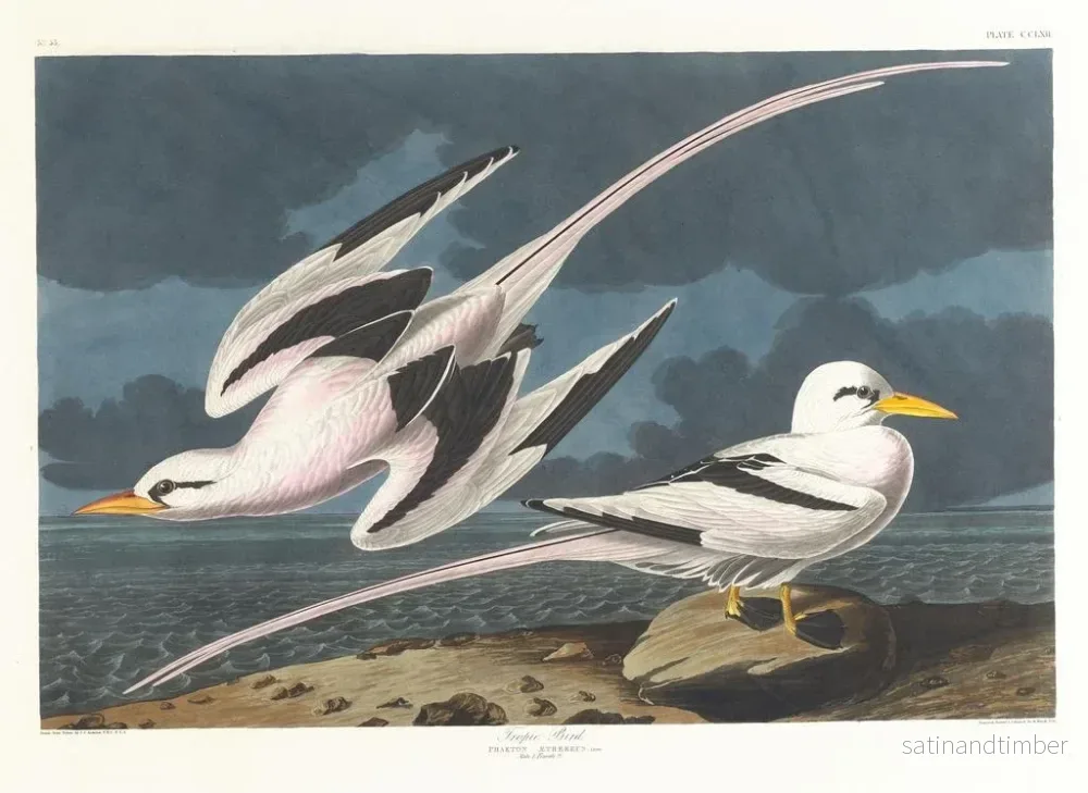 Reproduktion av målningen Fågel tropisk - John James Audubon - Bild 2