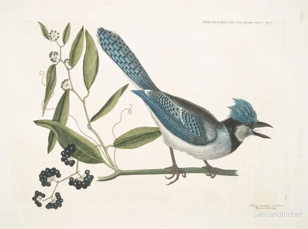 Reproduktion av målningen av Smilax lisse, icke-tandade laurbärblad, svarta bär, laurbärbladssmilax, Pica cristata carulea, den blå huppade nötskrikan - Mark Catesby - Bild 2