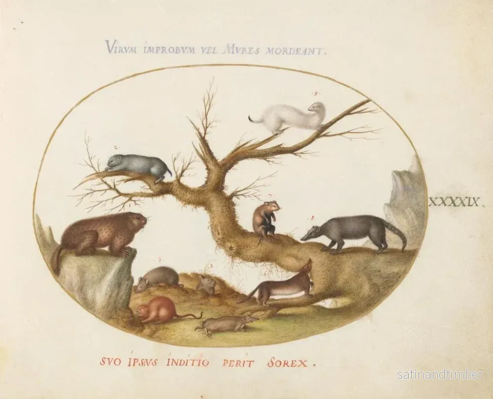 Reproduktion av målningen Marmotte, hamstrar, råtta, fältmöss, myskoxe och en coati - Joris Hoefnagel - Bild 2