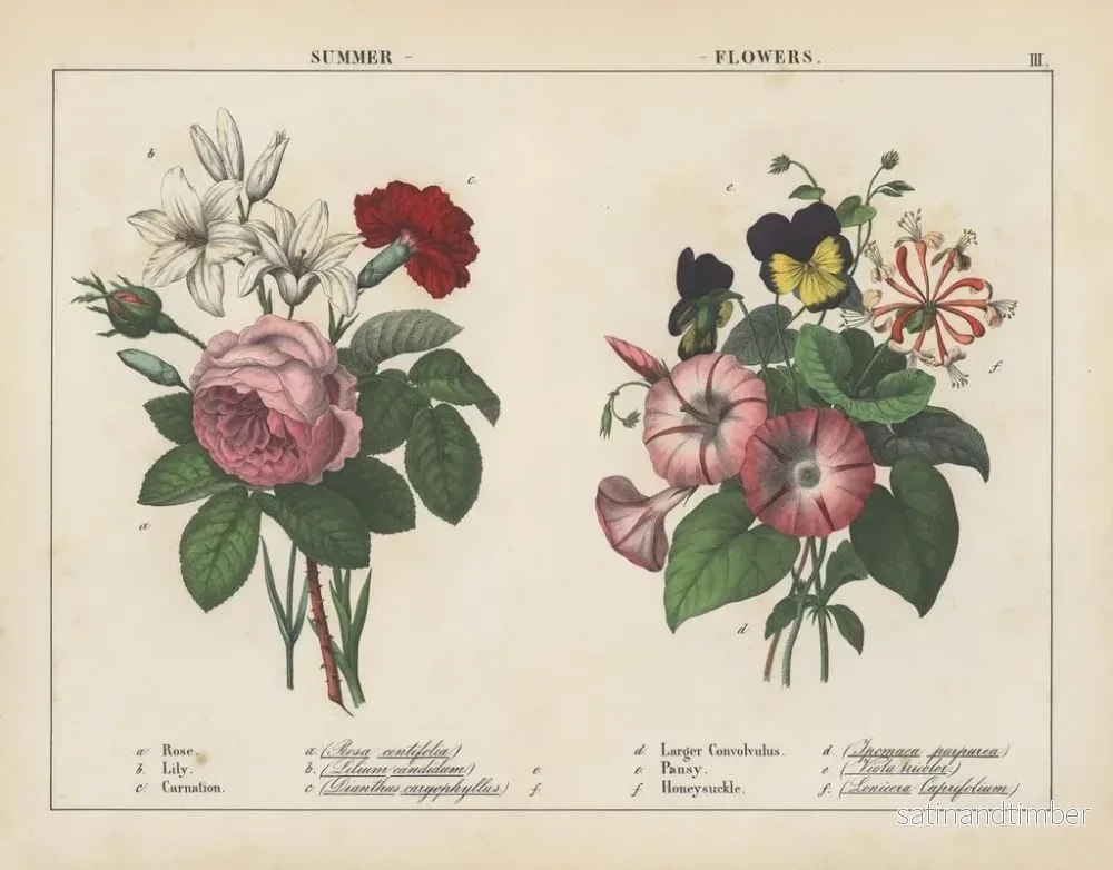Reproduktion av målningen Blommor av sommar - Charlotte Mary Yonge - Bild 2