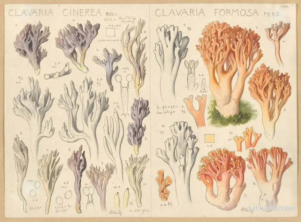 Reproduktion av målningen Clavaria cendrée Clavaria belle - Hans Baldung - Bild 2