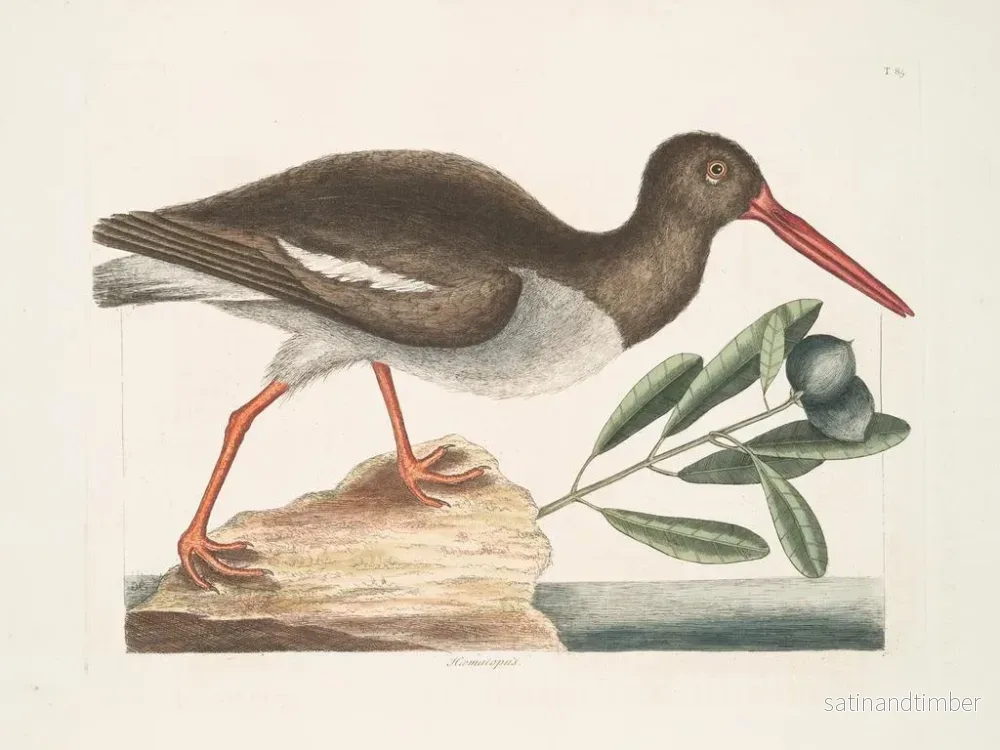 Reproduktion av målningen Hématopode, ostronfiskaren - Mark Catesby - Bild 2