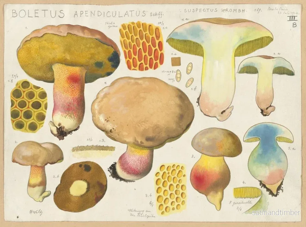 Reproduktion av målningen Boletus appendiculatus Schff suspectus Krombh - Hans Baldung - Bild 2