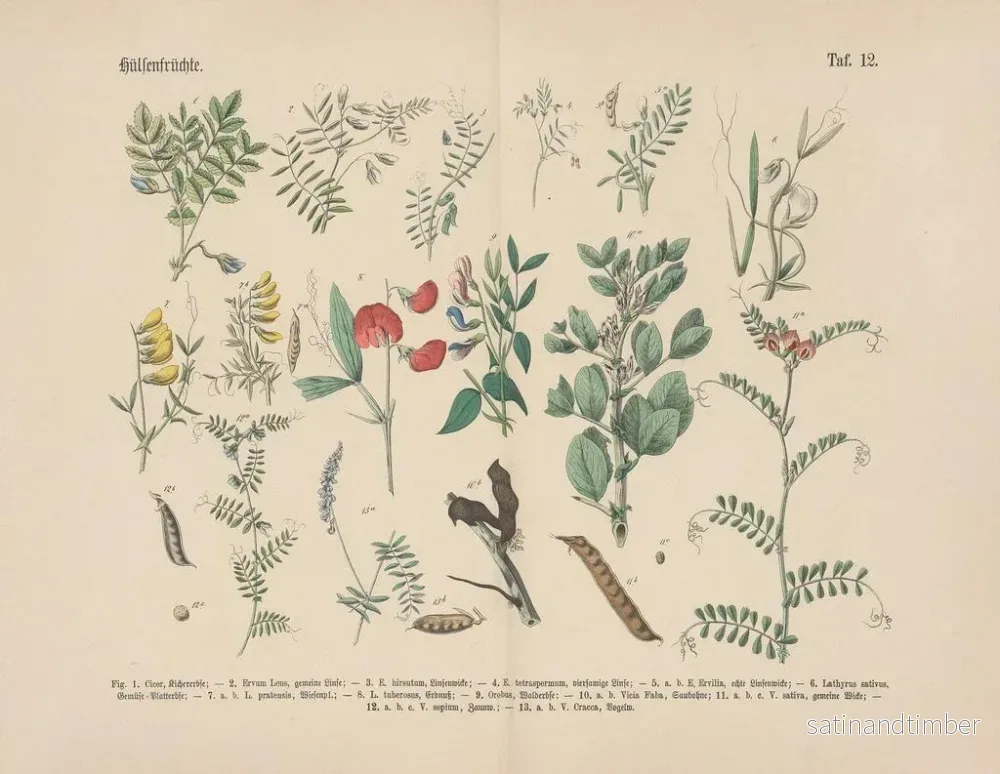 Reproduktion av målningen Manuel de botanique pratique en mots et en images Pl12 - Carl Hoffmann - Bild 2