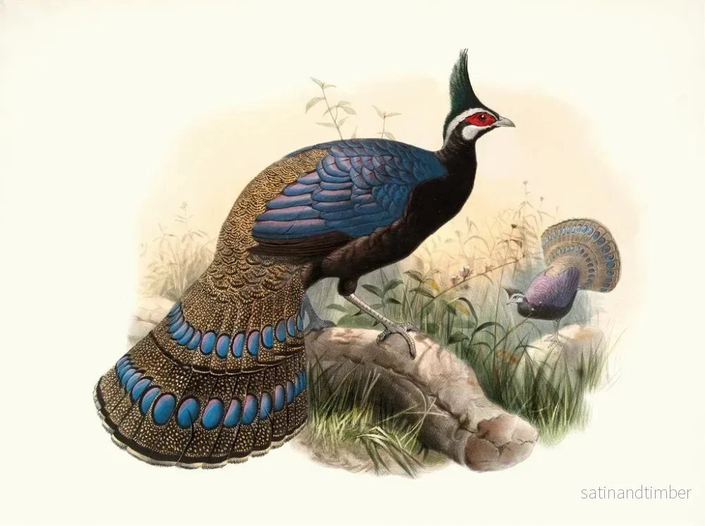 Reproduktion av målningen Polyplectron emphanum - Joseph Smit - Bild 2