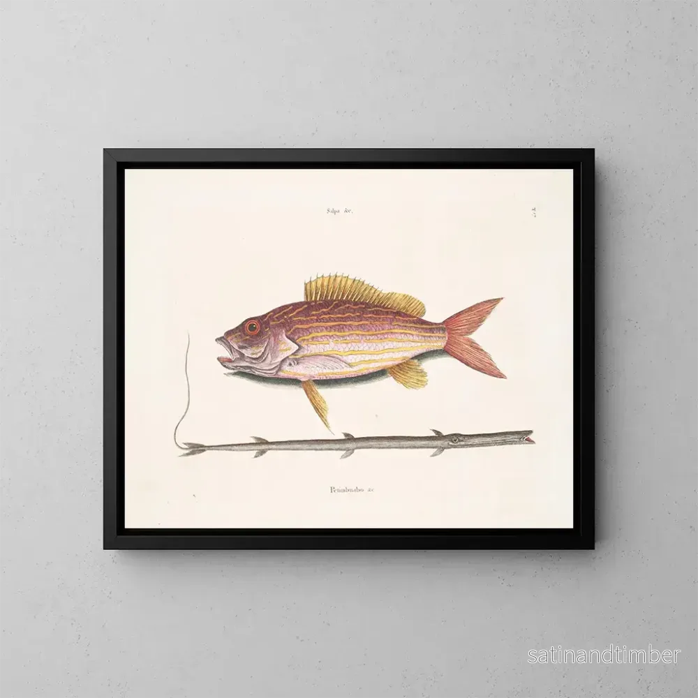 Reproduktion av målningen Le poisson-tobacco - Mark Catesby