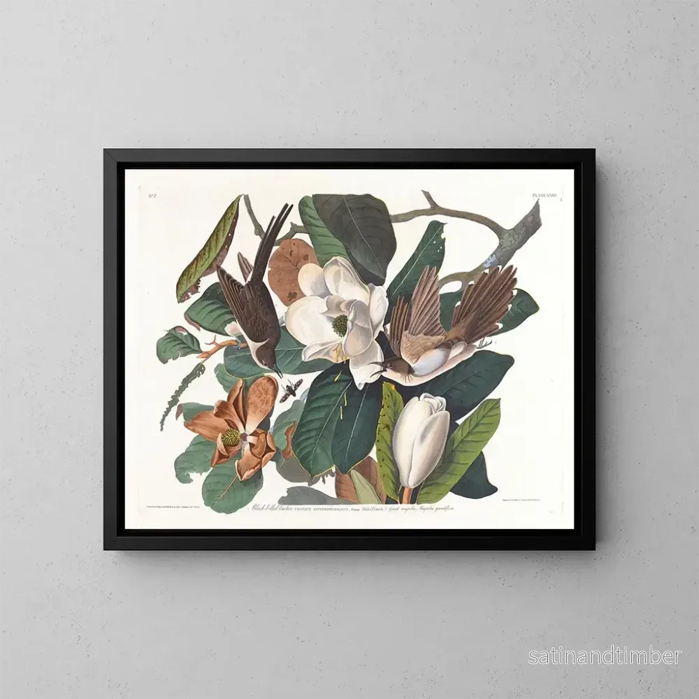 Reproduktion av målningen Coucou à bec noir - John James Audubon