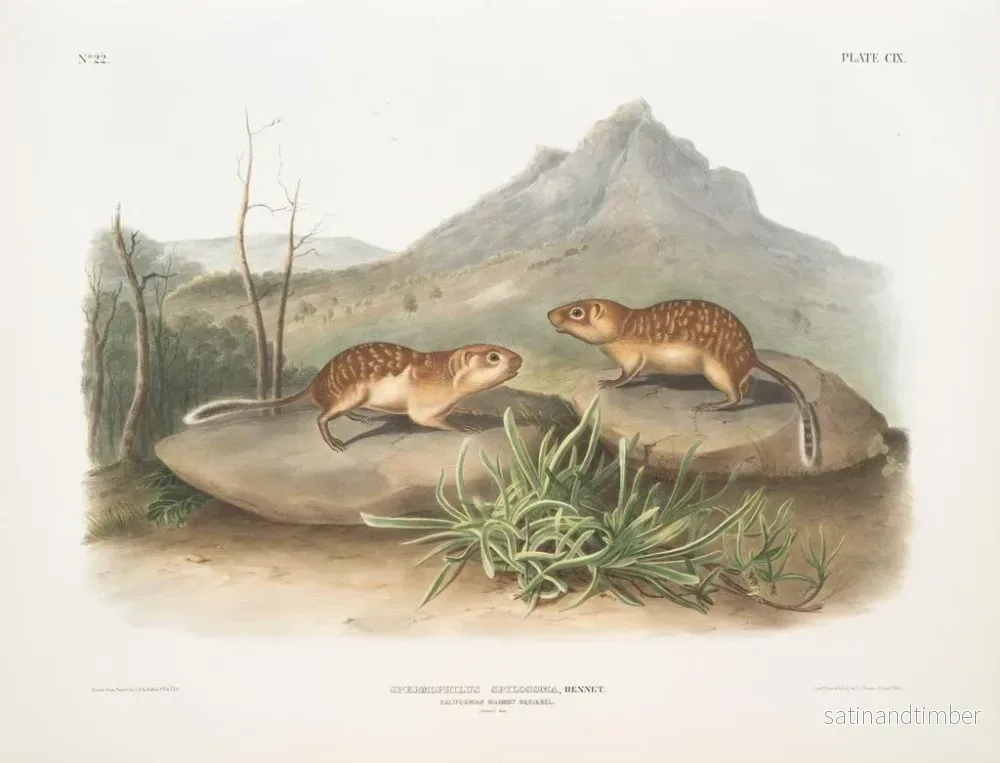 Reproduktion av målningen Spermophile tacheté, écureuil marmotte de Californie, taille naturelle - John Woodhouse Audubon - Bild 2