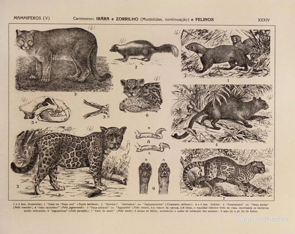 Reproduktion av målningen Atlas de la faune du Brésil Pl34 - Rodolpho von Ihering - Bild 2