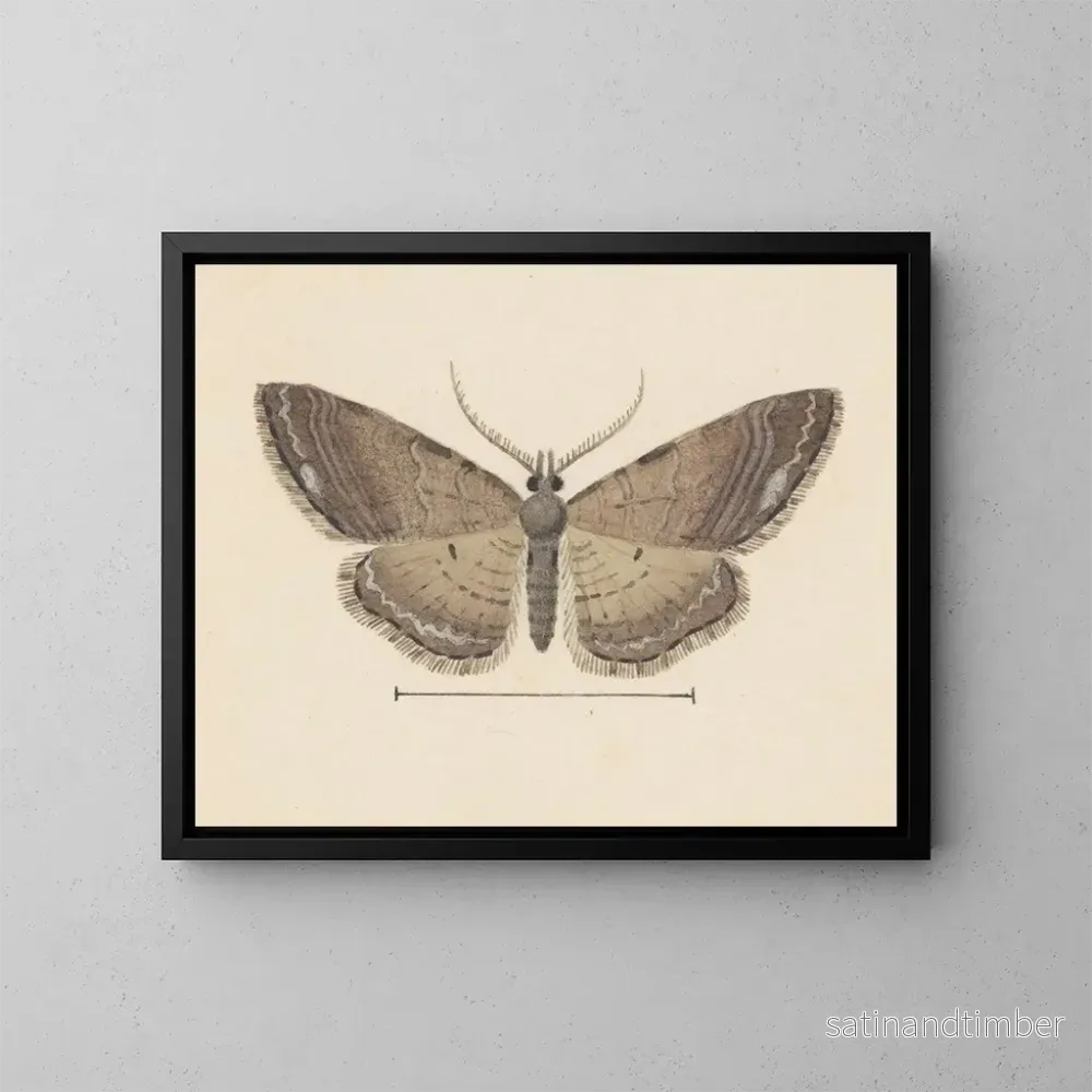Reproduktion av målningen Aquarelle d'entomologie Pl102 - George Hudson