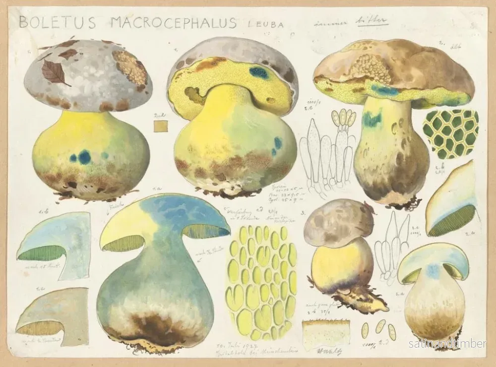 Reproduktion av målningen Boletus macrocephalus - Hans Baldung - Bild 2