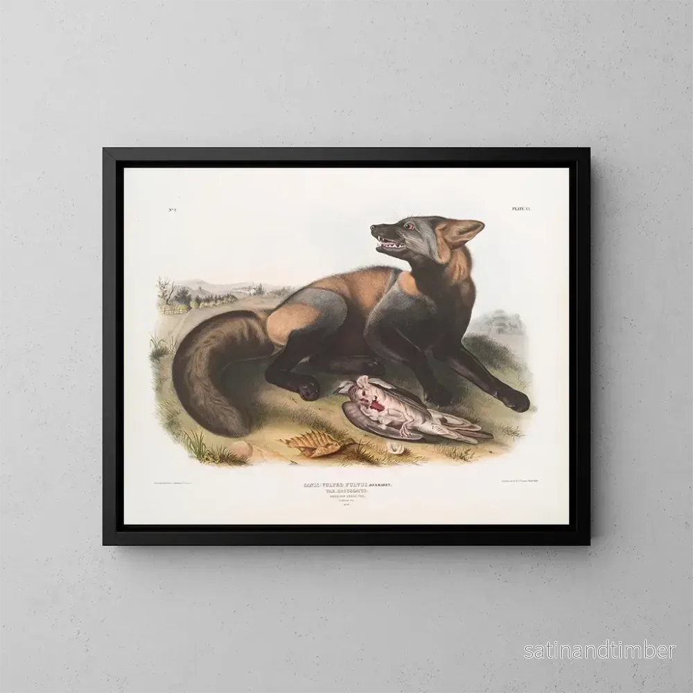 Reproduktion av målningen av korsad amerikansk räv - John Woodhouse Audubon