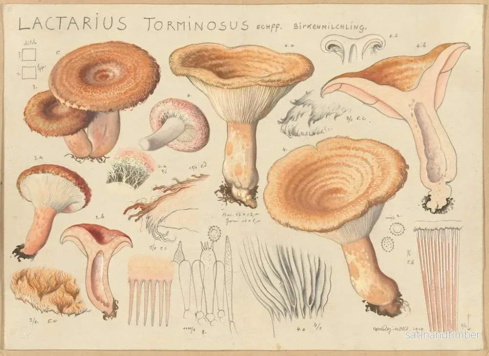 Reproduktion av målningen Lactaire torminosus - Hans Baldung - Bild 2