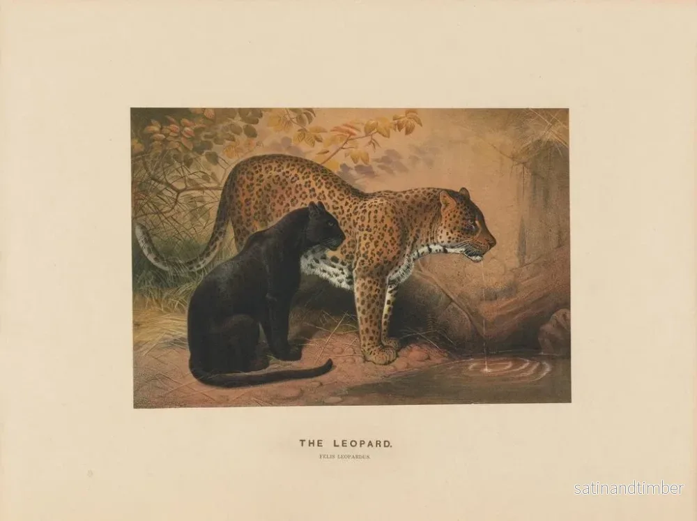 Reproduktion av målningen Le Léopard - Joseph Wolf - Bild 2