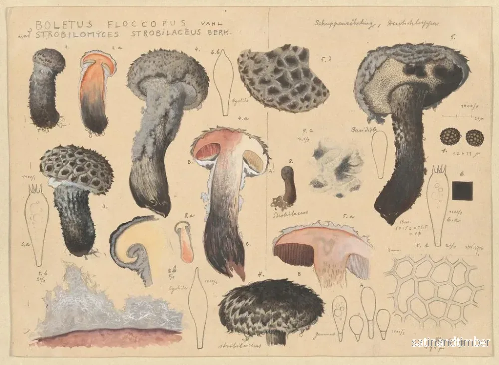 Reproduktion av målningen Boletus floccopus och Strobilomyces strobilaceus - Hans Baldung - Bild 2