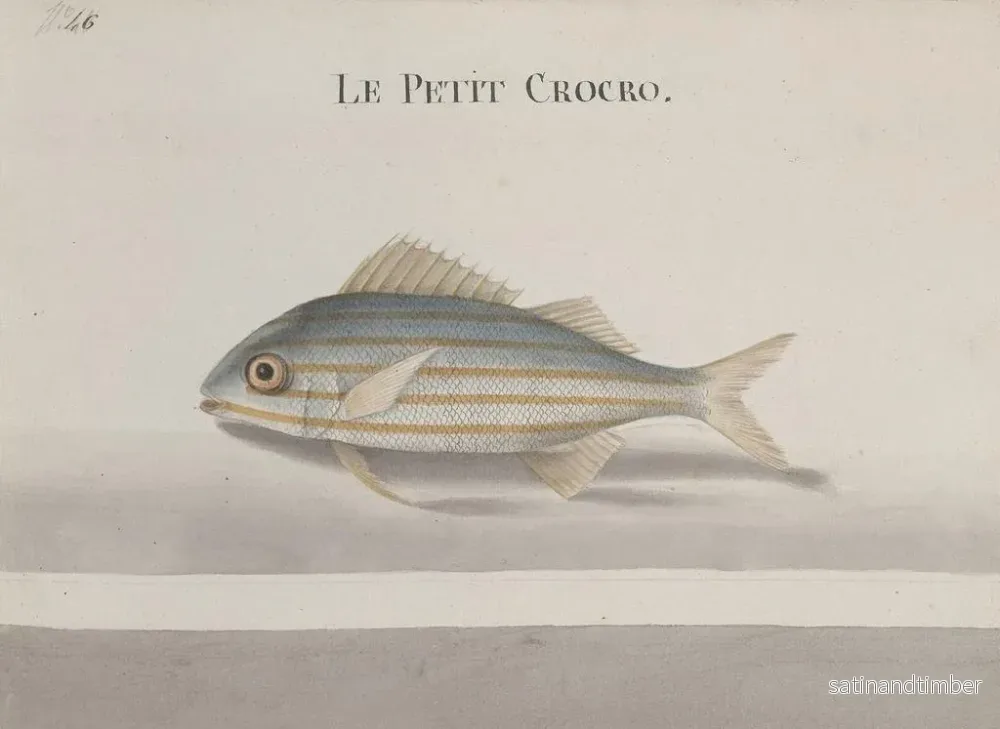 Reproduktion av målningen Histoire naturelle de Saint-Domingue Pl083 - René de Rabi - Bild 2