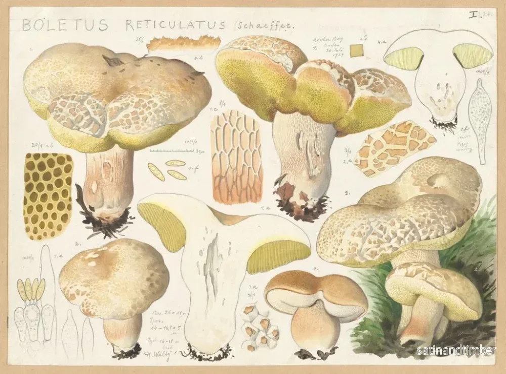 Reproduktion av målningen Boletus réticulé - Hans Baldung - Bild 2