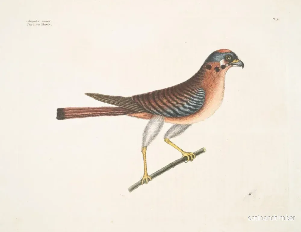 Reproduktion av målningen Le petit faucon - Mark Catesby - Bild 2