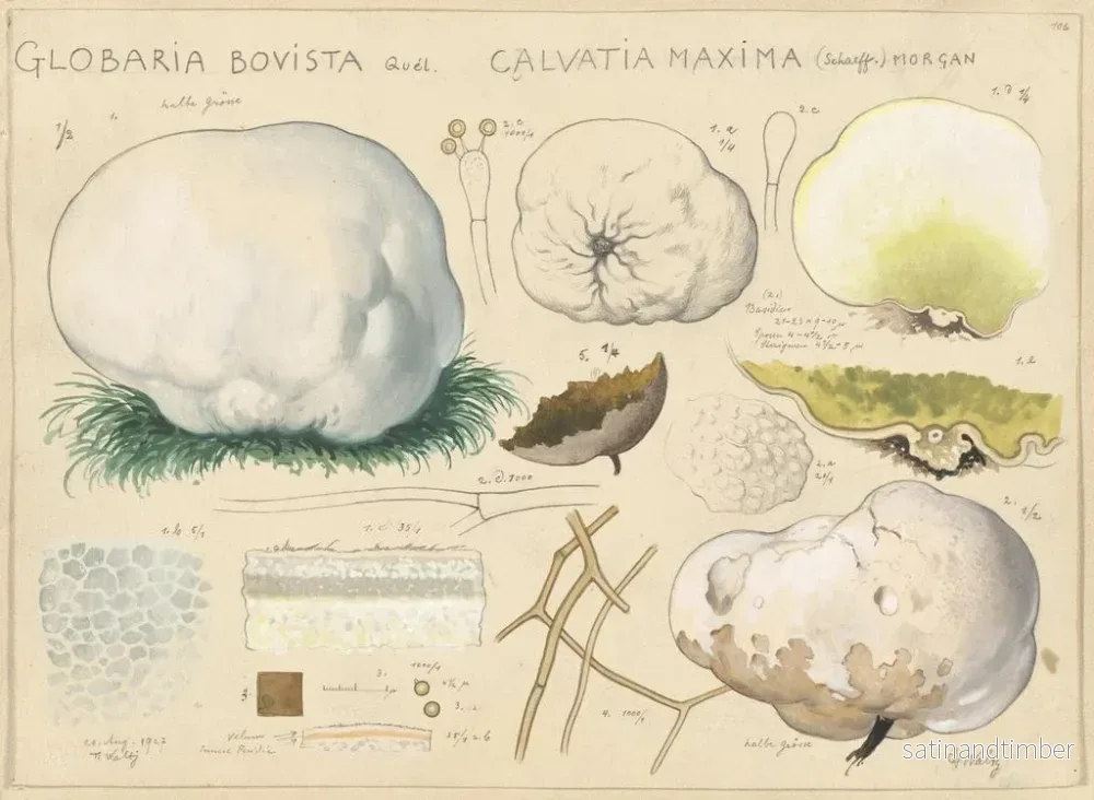 Reproduktion av målningen Globaria bovista och Calvatia maxima - Hans Baldung - Bild 2