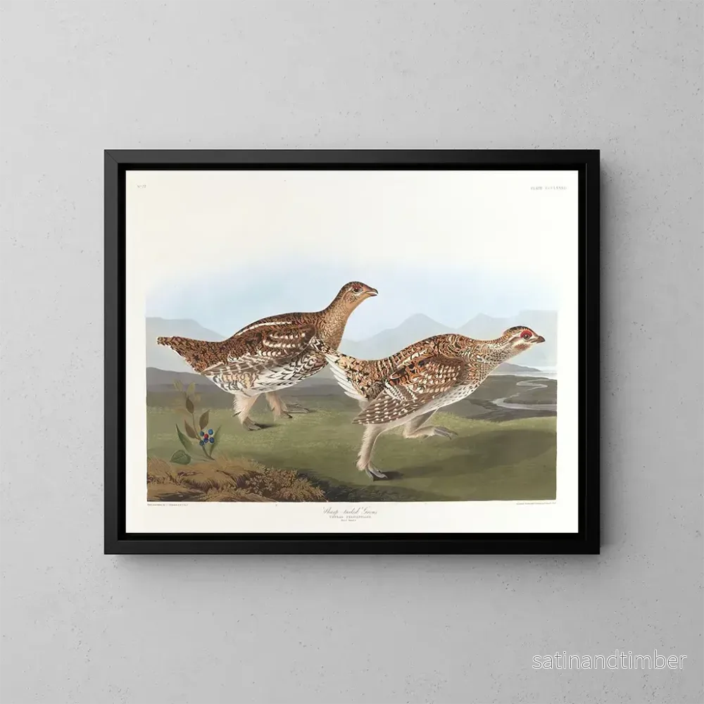 Reproduktion av målningen Tétras à queue pointue - John James Audubon