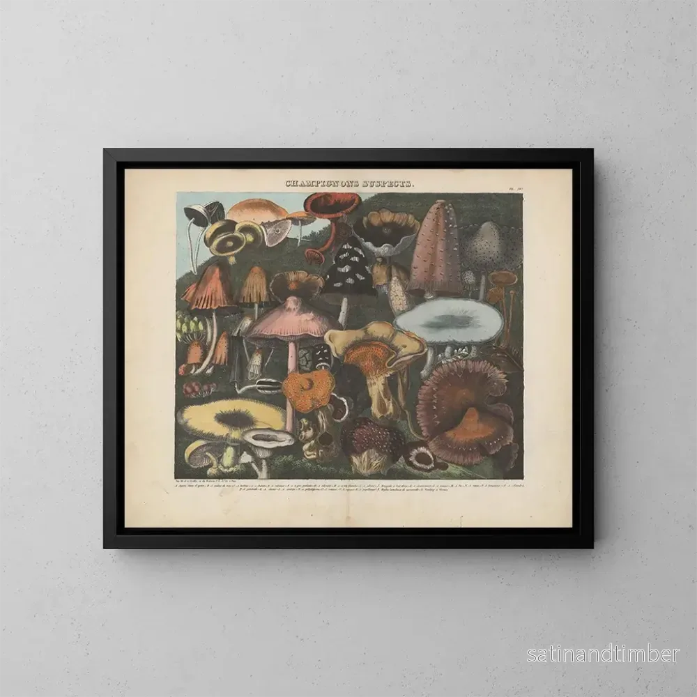 Reproduktion av målningen Atlas över misstänkta och giftiga ätbara svampar Pl04 - Michel Étienne Descourtilz