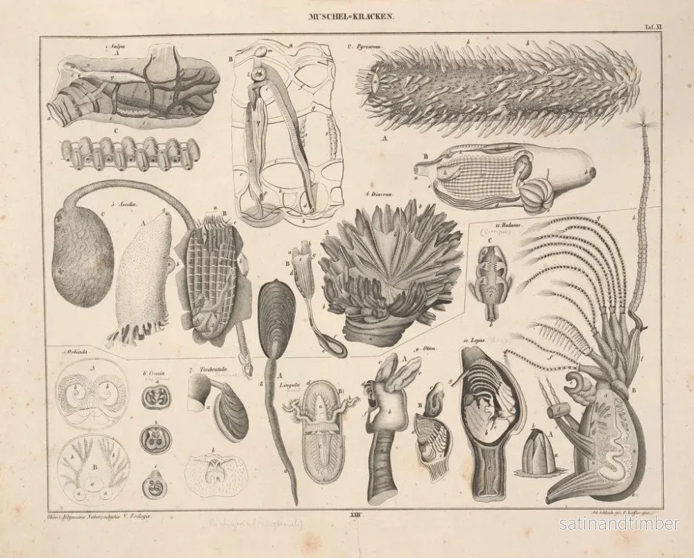 Reproduktion av målningen Illustrationer av den allmänna naturhistorien av Oken för alla tillstånd Pl070 - Lorenz Oken - Bild 2
