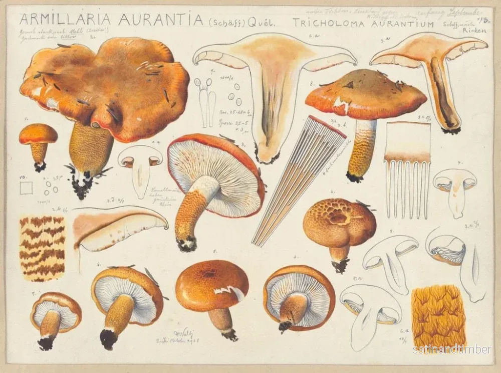Reproduktion av målningen Armillaria aurantia Schff och Tricholoma aurantium Schff enligt Ricken - Hans Baldung - Bild 2