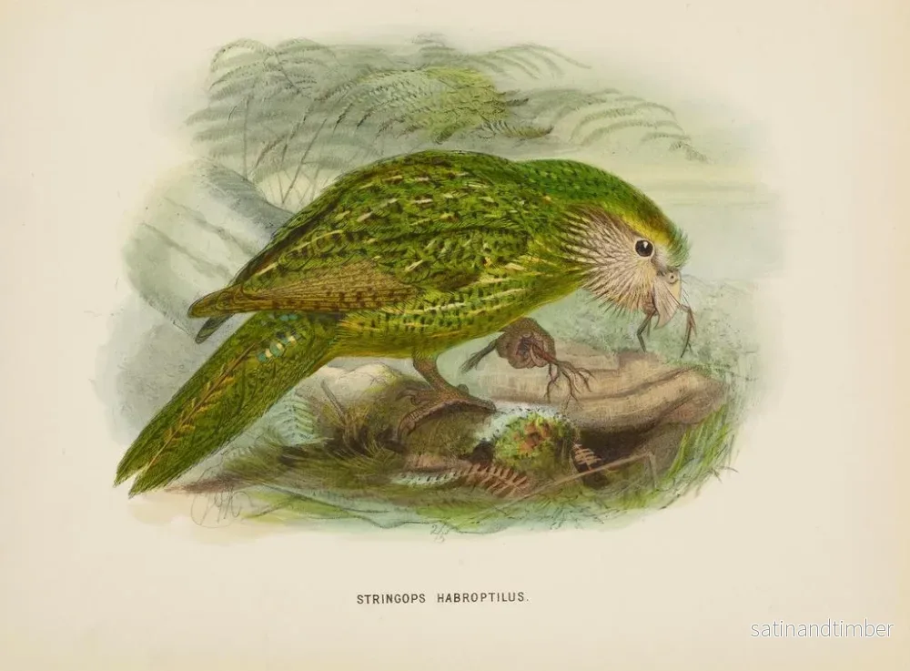 Reproduktion av målningen Stringops habroptilus - John Gerrard Keulemans - Bild 2