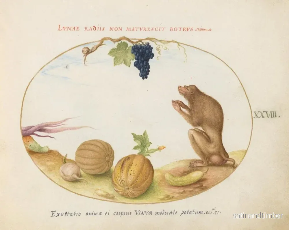 Reproduktion av målningen av en Barbary macaque tartarin med en frukt och en snigel - Joris Hoefnagel - Bild 2