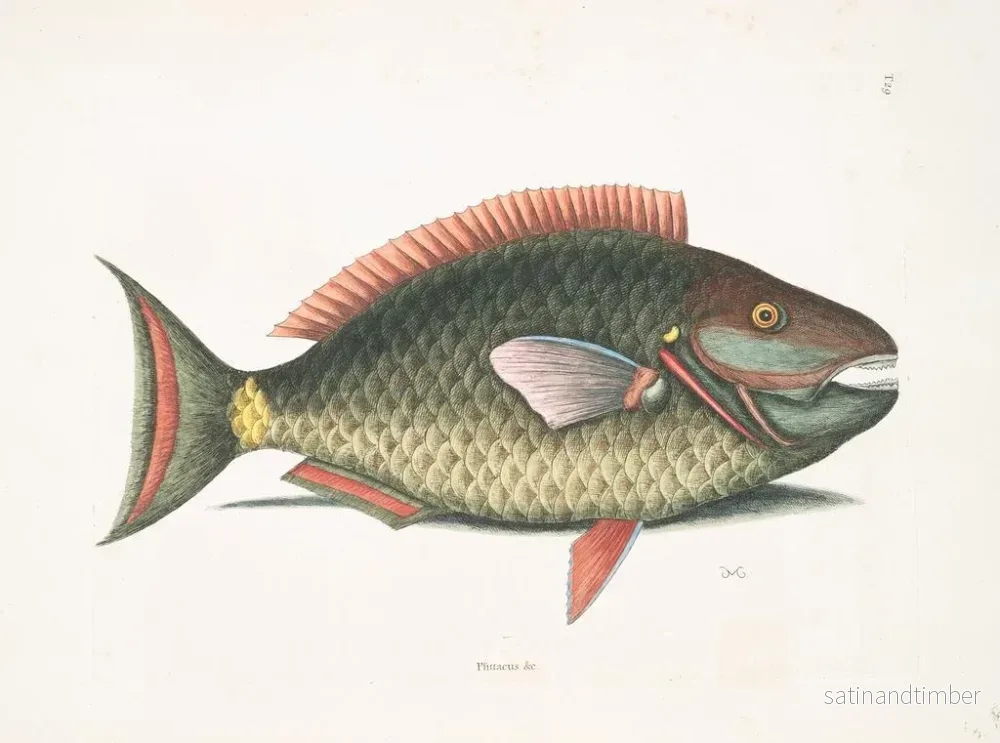 Reproduktion av målningen Psittacus och papegojfisk - Mark Catesby - Bild 2