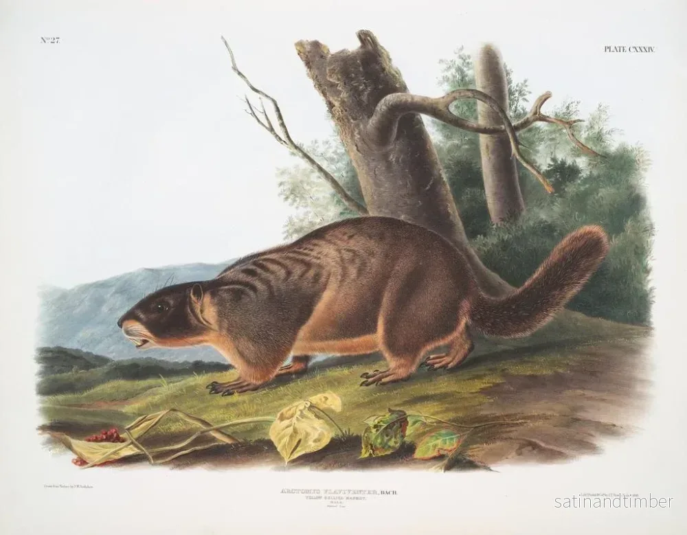 Reproduktion av målningen Marmotte à ventre jaune mâle taille naturelle - John Woodhouse Audubon - Bild 2