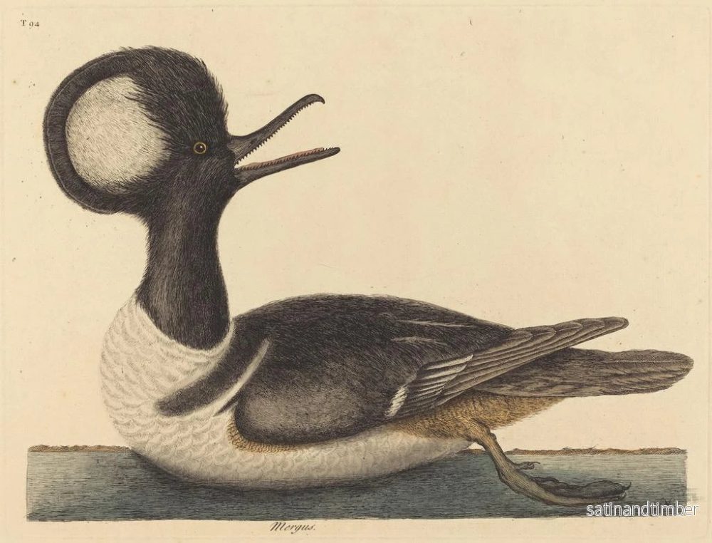 Reproduktion av målningen Le canard à capuchon - Mark Catesby - Bild 2