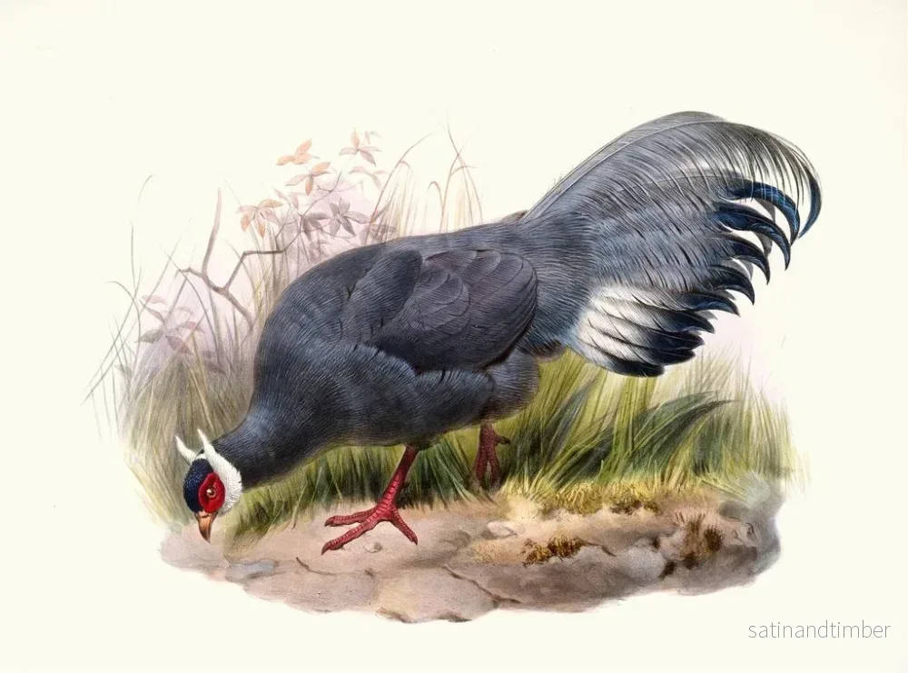 Reproduktion av målningen Crossoptilon auritum - Joseph Smit - Bild 2