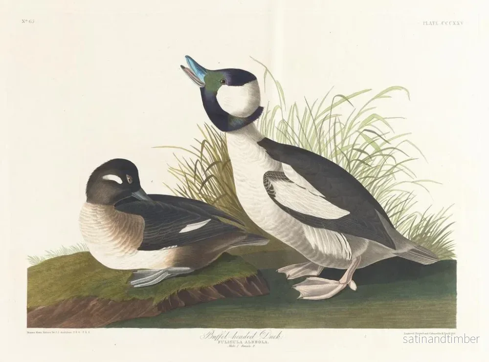 Reproduktion av målningen Kanadagås med bufféhuvud - John James Audubon - Bild 2