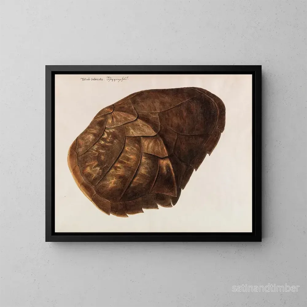 Reproduktion av målningen Tortue imbriquée – Franz Anton von Scheidel