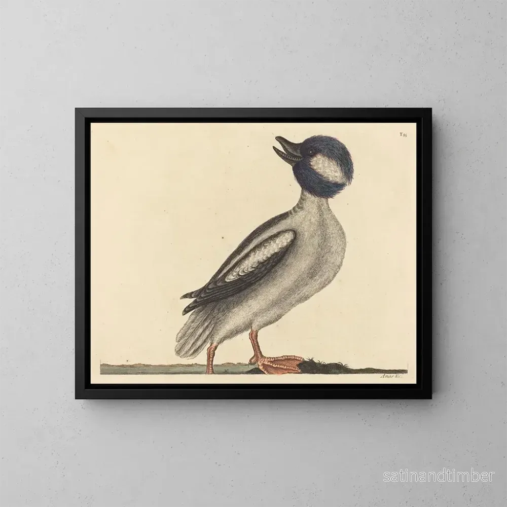 Reproduktion av målningen Le canard à tête de buffle - Mark Catesby